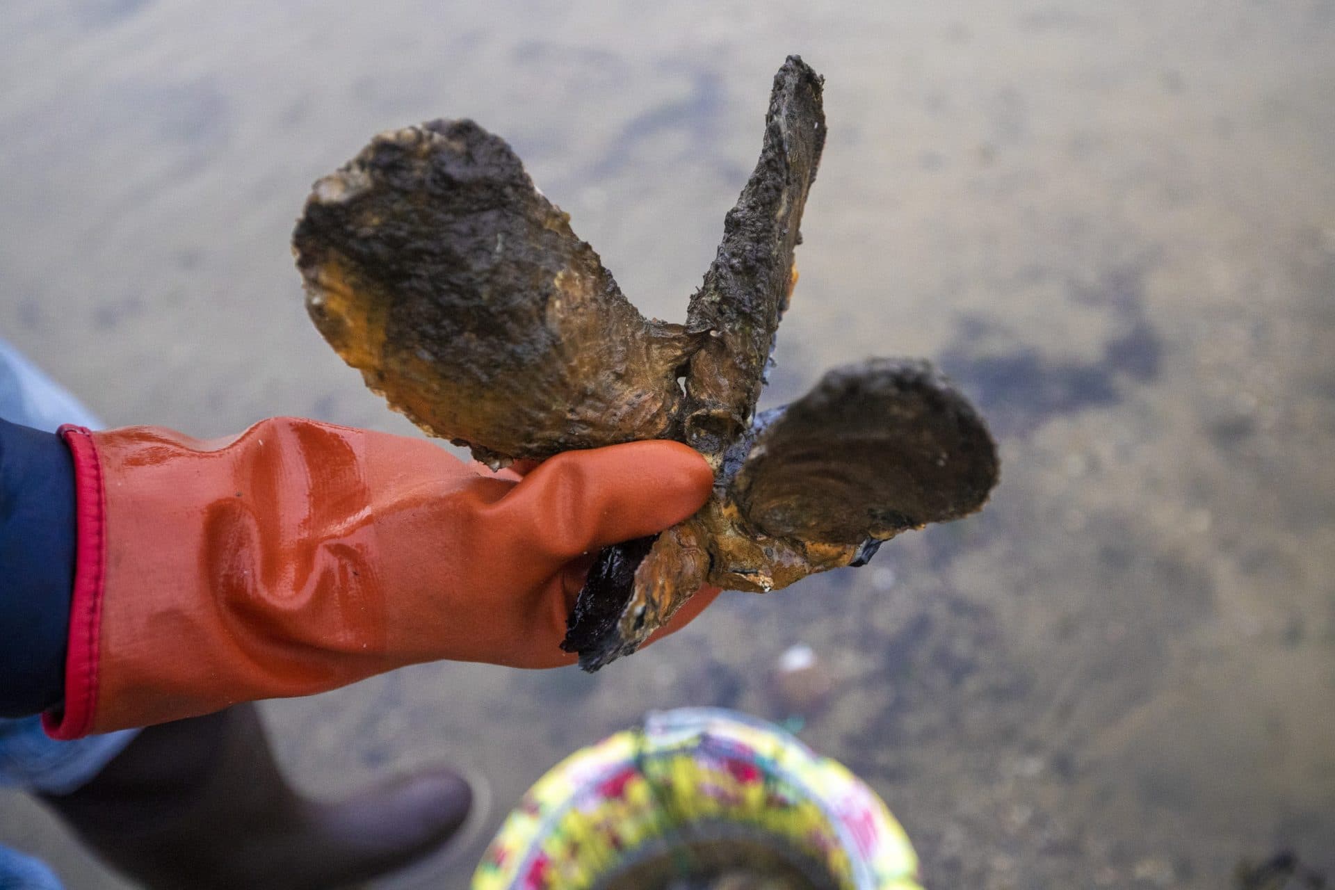 Coastal program manager for the Nature Conservancy, Steven Kirk, holds a cluster of oysters that were hatched at Little Buttermilk Bay in Buzzards Bay in 2017. (Jesse Costa/WBUR)