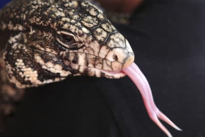 Invasive Tegu Lizards Are Eating Their Way Through Southeastern US