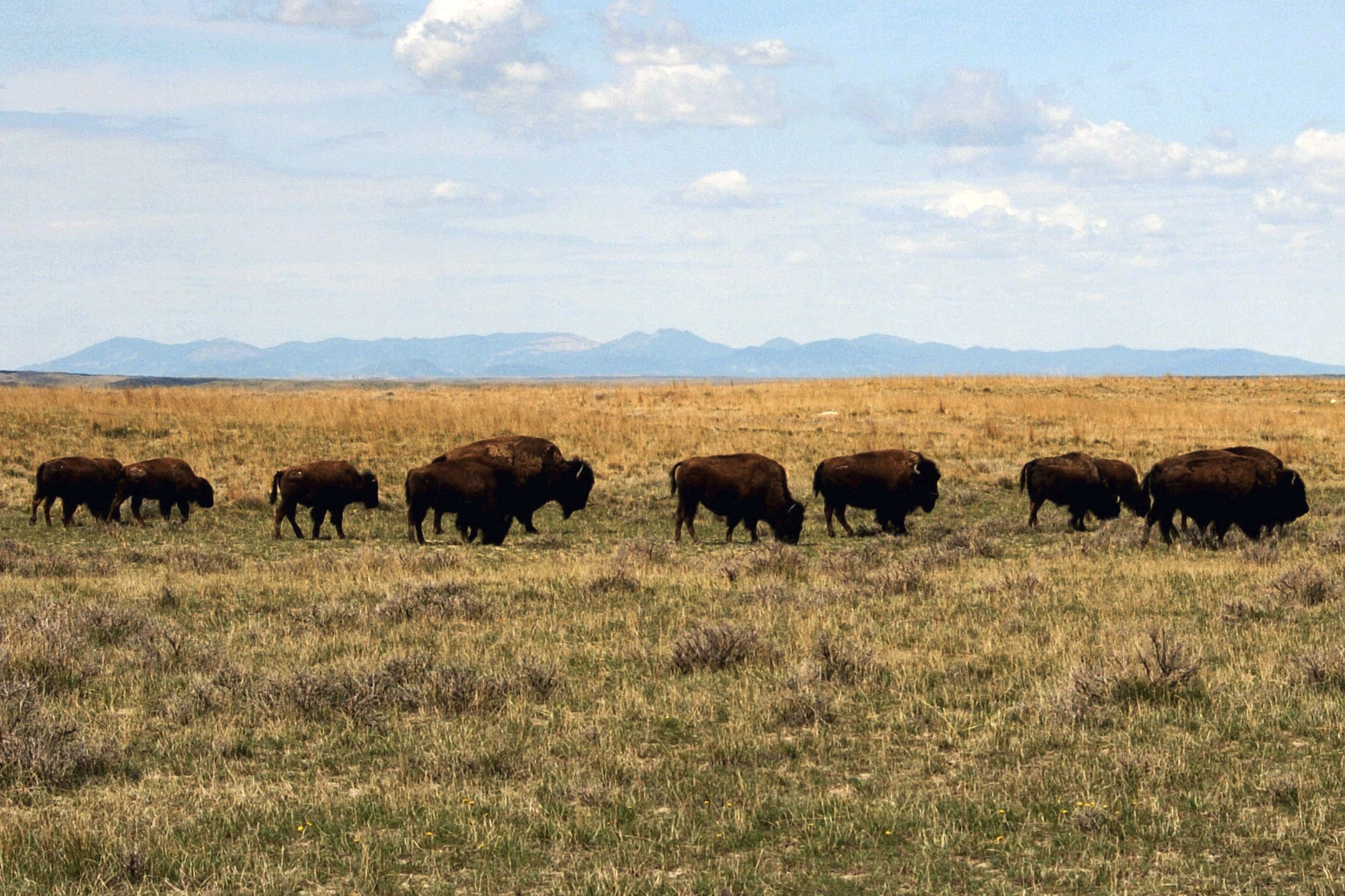 A herd of bison move through land controlled by the American Prairie Reserve south of Malta, Mont. (Matt Brown/AP)