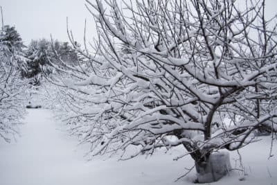 Old Frog Pond Farm in Harvard, Mass. in 2016. (Courtesy)