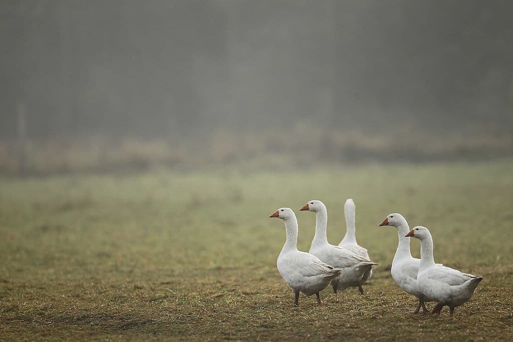 Sometimes A Goose Is What's For Christmas Dinner. Sometimes It's Much More