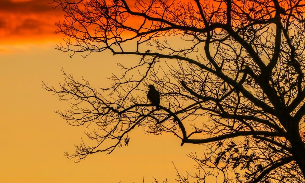 A red tailed hawk at Great Meadows National Wildlife Refuge in Concord, Mass. (Glenn Rifkin)