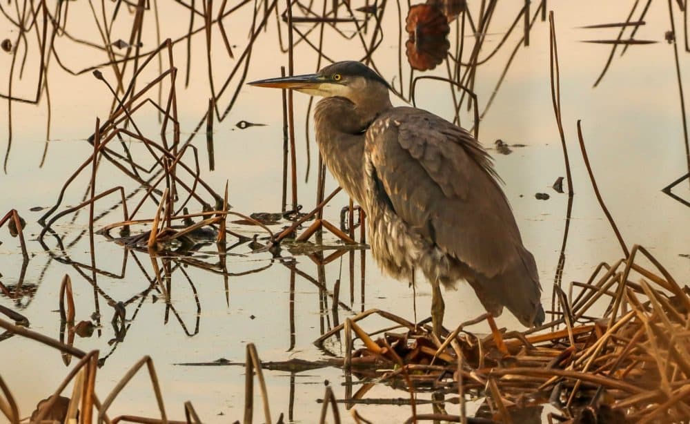 A great blue heron at Great Meadows National Wildlife Refuge in Concord, Mass. (Glenn Rifkin)