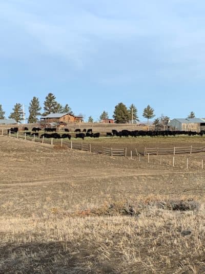 Rancher Deanna Robbins' herd (Courtesy)