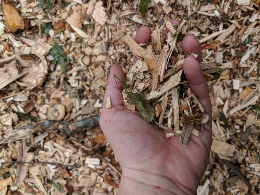 Waste wood from a logging operation is chopped up into "chips" to be burned in a biomass facility. (Annie Ropeik, NHPR)