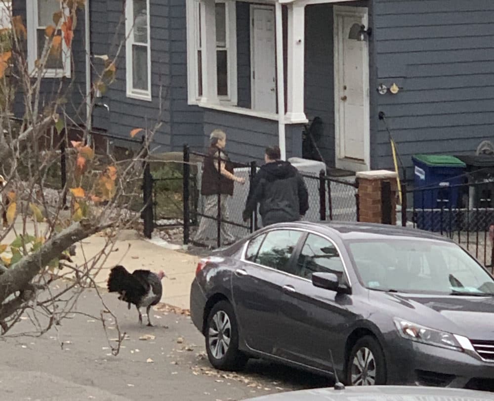 The infamous turkey that goes by a few nicknames, including &quot;Mayor Turkatone,&quot; is captured walking about Somerville last month. (Hannah Chanatry/WBUR)