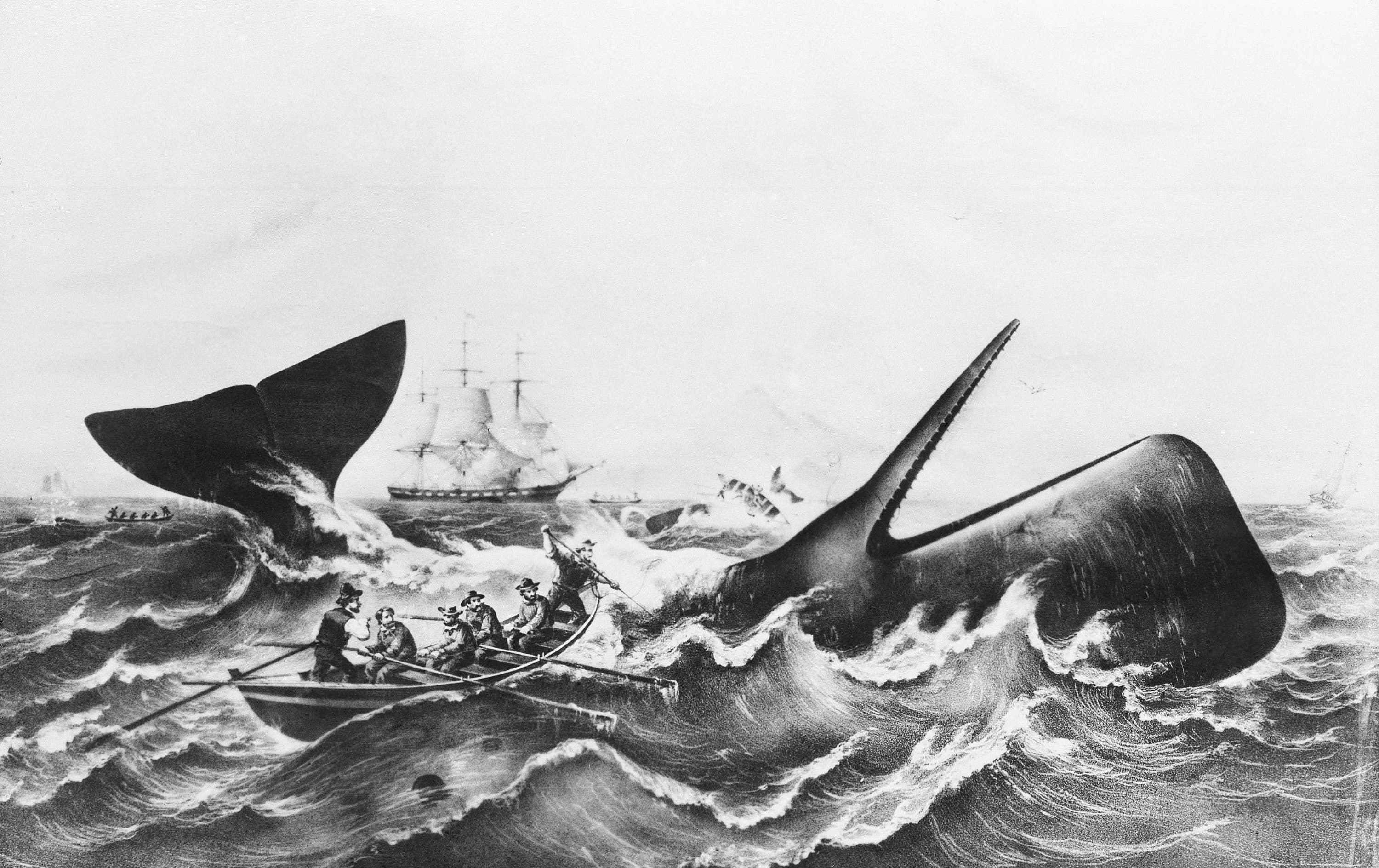 A famous old whaling print, circa 1850, showing mate attempting to lance and kill a threashing sperm whale. In background other whales toss frail lifeboats into the air. The whale is on his back, showing distinctive square shape of the sperm. This copied from files of the old Dartmouth Historical Society and Whaling Museum, Johnnycake Hill, New Bedford, Massachusetts. (AP Photo)