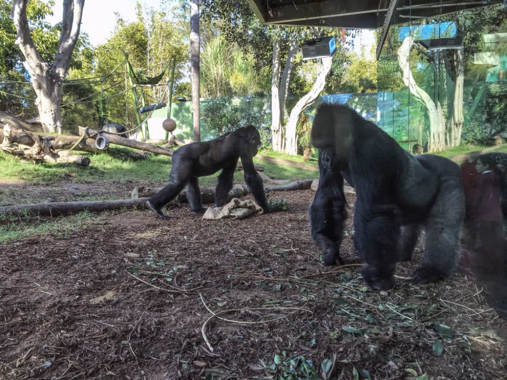Gorillas in San Diego, California, in 2018. (Santi Visalli/Getty Images)