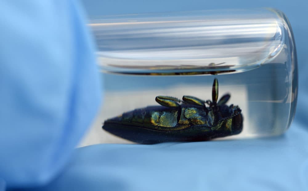 A sample of an emerald ash borer collected in Michigan. (Cyrus McCrimmon/The Denver Post via Getty Images )