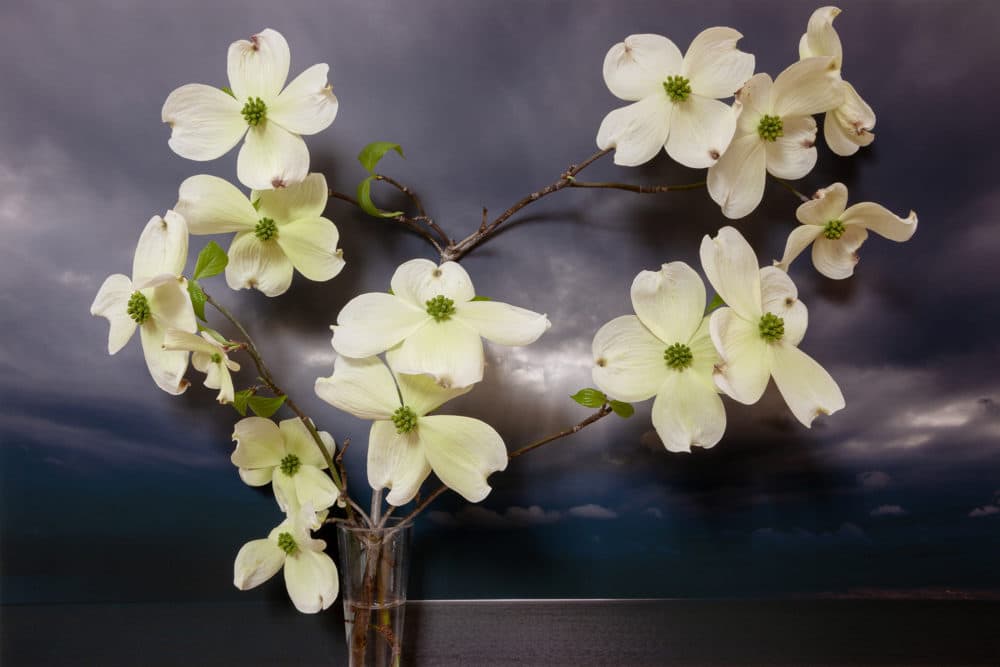 Vaughn Sills, &quot;Dogwood, Northumberland Strait,&quot; 2020. (Courtesy Kingston Gallery)