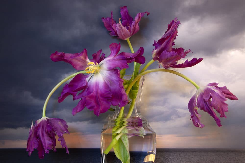 Vaughn Sills, &quot;Purple Parrot Tulips, Northumberland Strait,&quot; 2020. (Courtesy the artist)