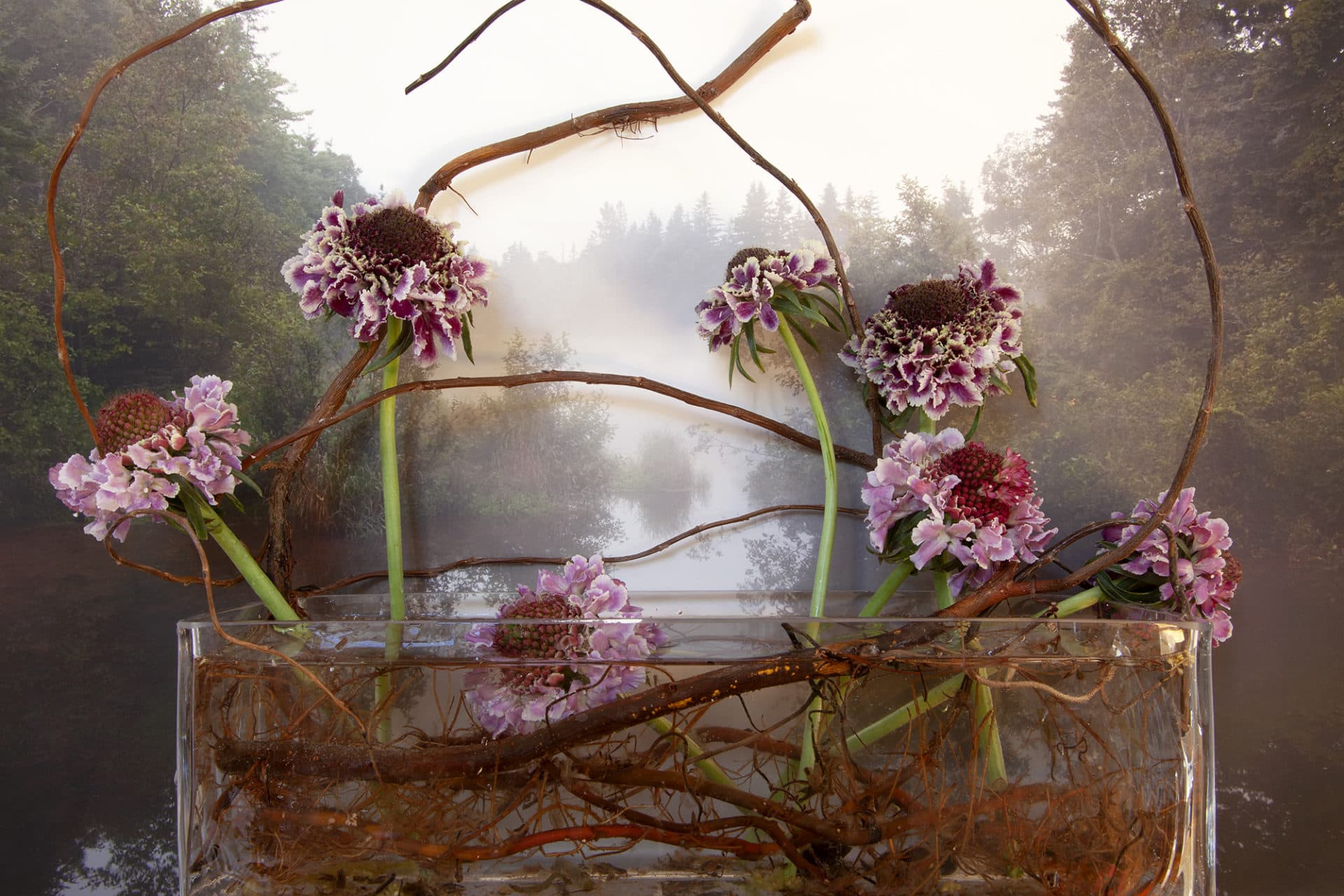 Vaughn Sills, &quot;Ranunculus, Wright's Pond.&quot; (Courtesy the artist) 