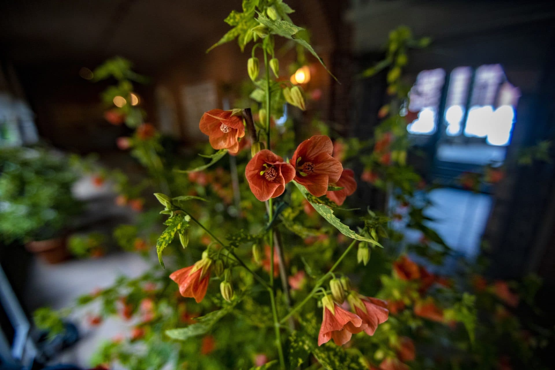 Abutilons (Jesse Costa/WBUR)