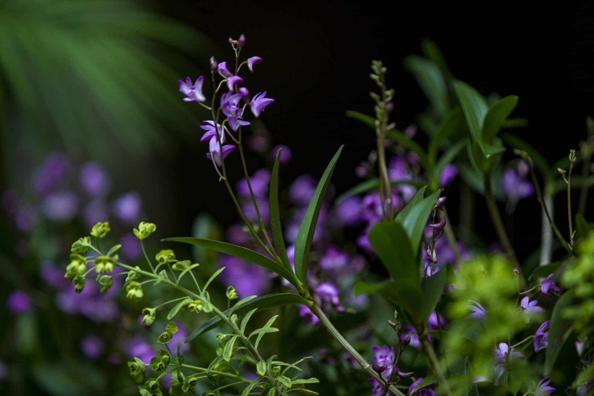 Dendrobium (Jesse Costa/WBUR)