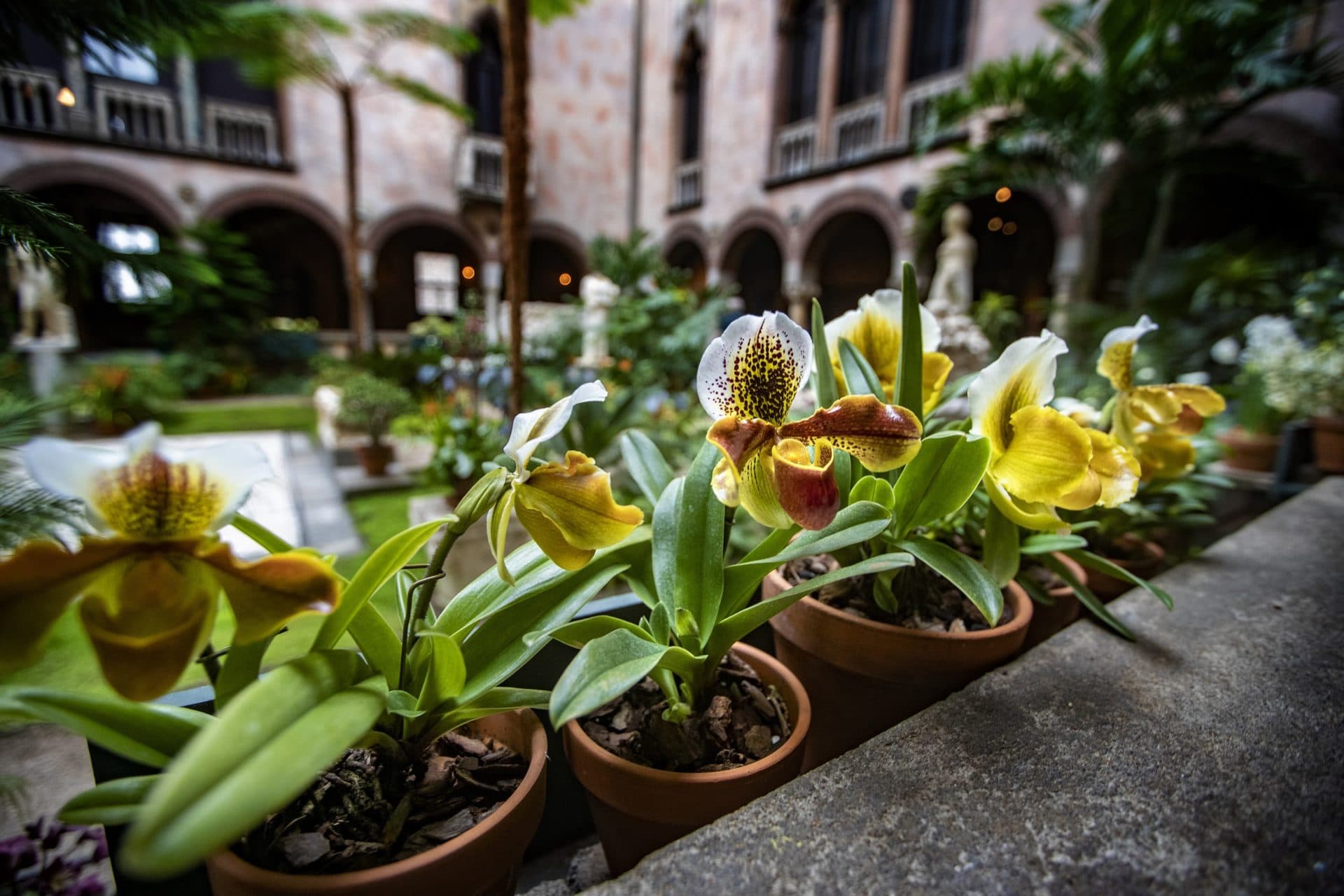 Lady Slipper Orchids (Jesse Costa/WBUR)