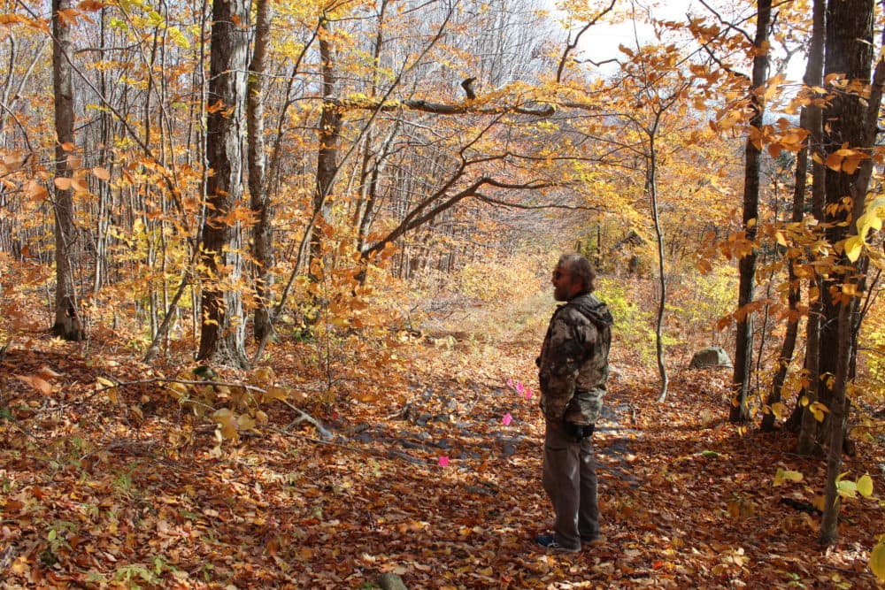 Dartmouth biologist Matt Ayres stands on a path in the Hubbard Brook Experimental Forest, near pink flags marking research areas. (Annie Ropeik/NHPR)