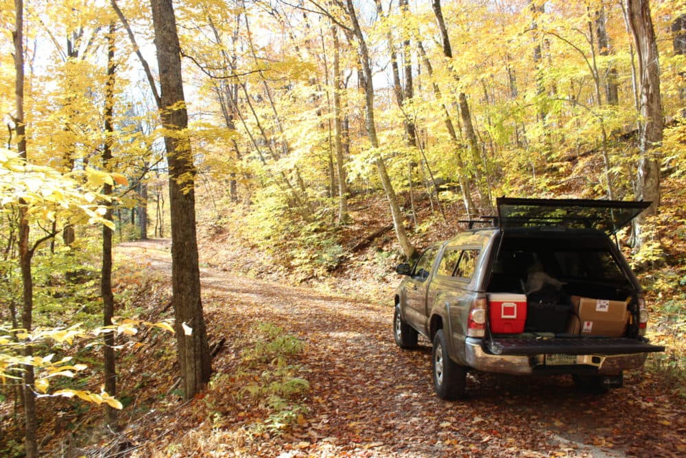 Matt Ayres unloads gear from his truck in Hubbard Brook. (Annie Ropeik/NHPR)