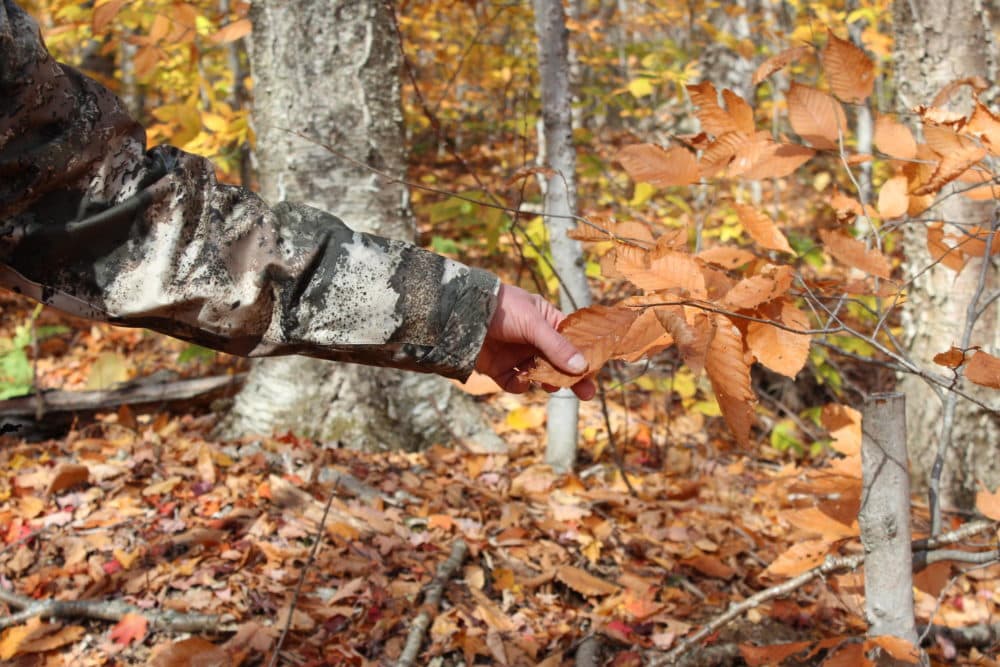 Ayres holds a leaf where scientists would look for caterpillars if they were doing normal field work during bird breeding season. (Annie Ropeik/NHPR)