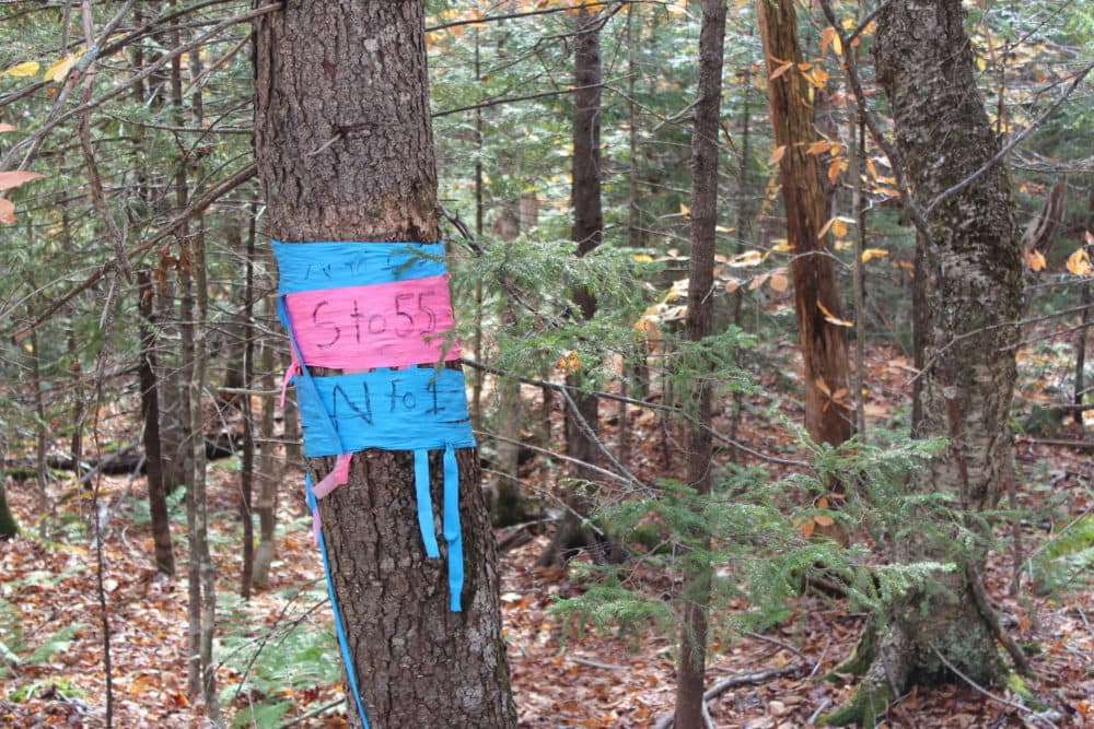 Colorful tape marks transects in the experimental forest - rows of research points spanning the ridges of Hubbard Brook. (Annie Ropeik/NHPR)