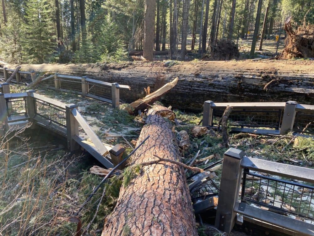 A boardwalk damaged from a fallen tree. (Jamie Richards/NPS Photos)