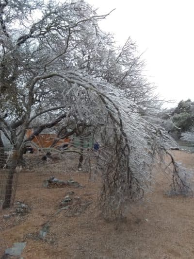 A desert willow iced over in Francoise Wilson's driveway. (Francoise Wilson)