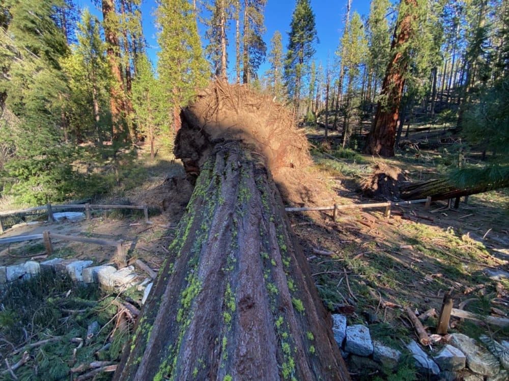 Fallen giant sequoia across a trail. (Jamie Richards/NPS Photos)