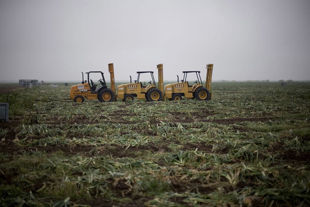 A view of a picked field after yellow onions were harvested in 2007 in Rio Grande City, Texas. (Robert Nickelsberg/Getty Images)