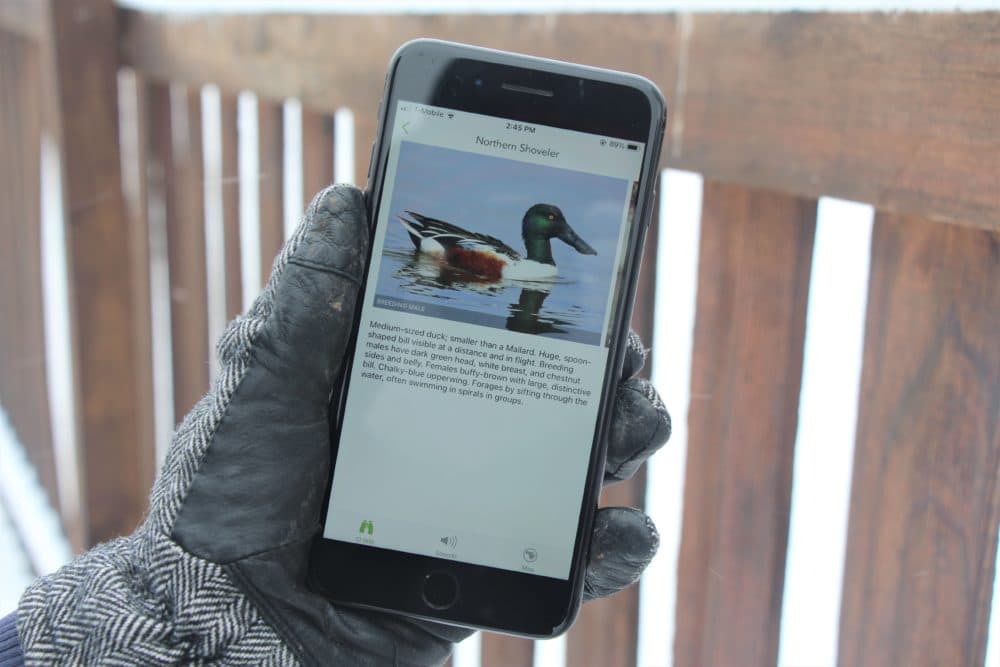Reporter Celia Llopis-Jepsen used the Merlin app to find out more about the Northern Shoveler. (Celia Llopis-Jepsen)