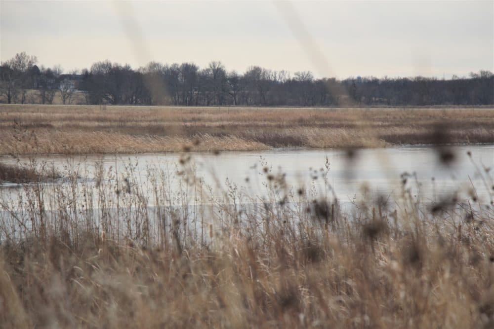 The Baker Wetlands in Lawrence, Kansas, where Celia Llopis-Jepsen went to look for the Northern Shoveler. (Celia Llopis-Jepsen)