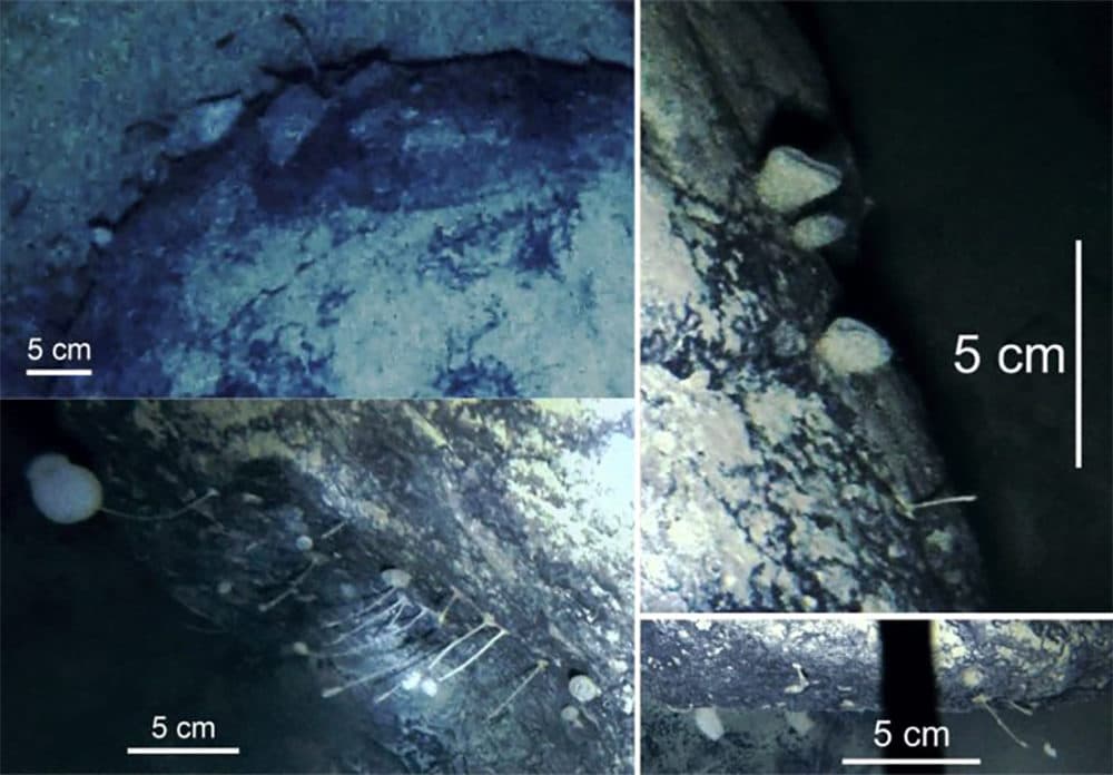 Images show the sponges and animals living under the Filchner-Ronne Ice Shelf. (British Antarctic Survey)