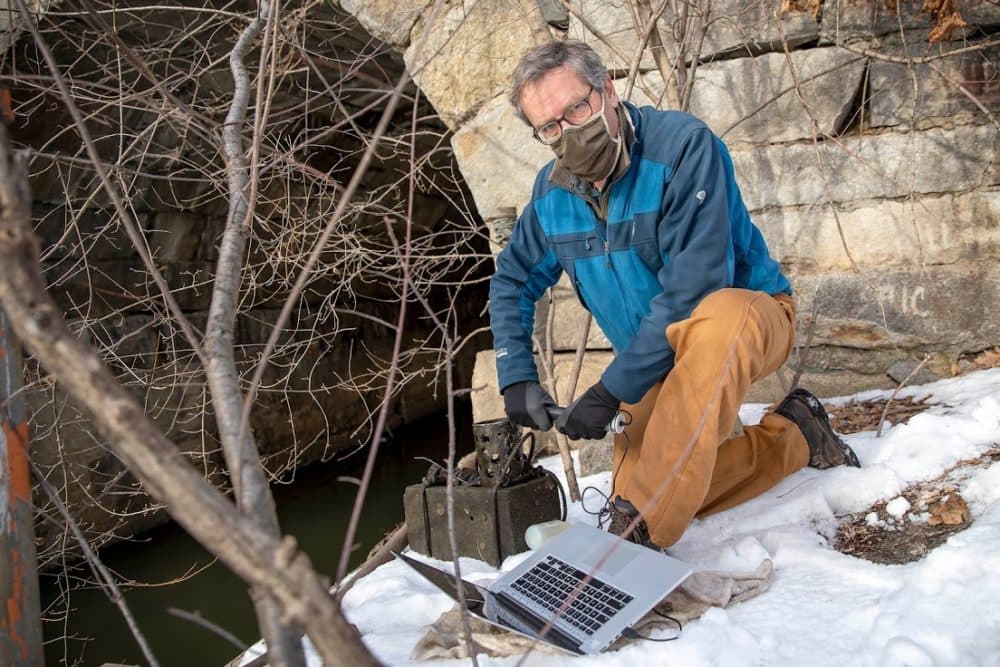 Watershed scientist Andrew Hrycyna connects a device for measuring chloride levels in water to his computer, so he can download data collected from Alewife Brook. (Robin Lubbock/WBUR)