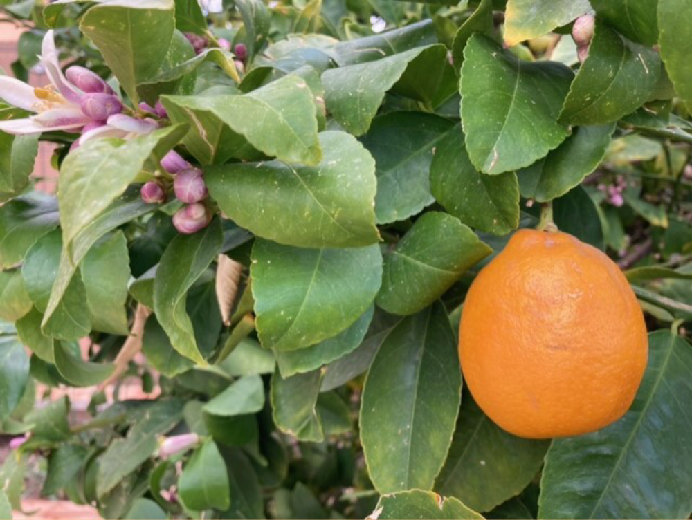 A Meyer lemon tree. (Peter O'Dowd/Here & Now)
