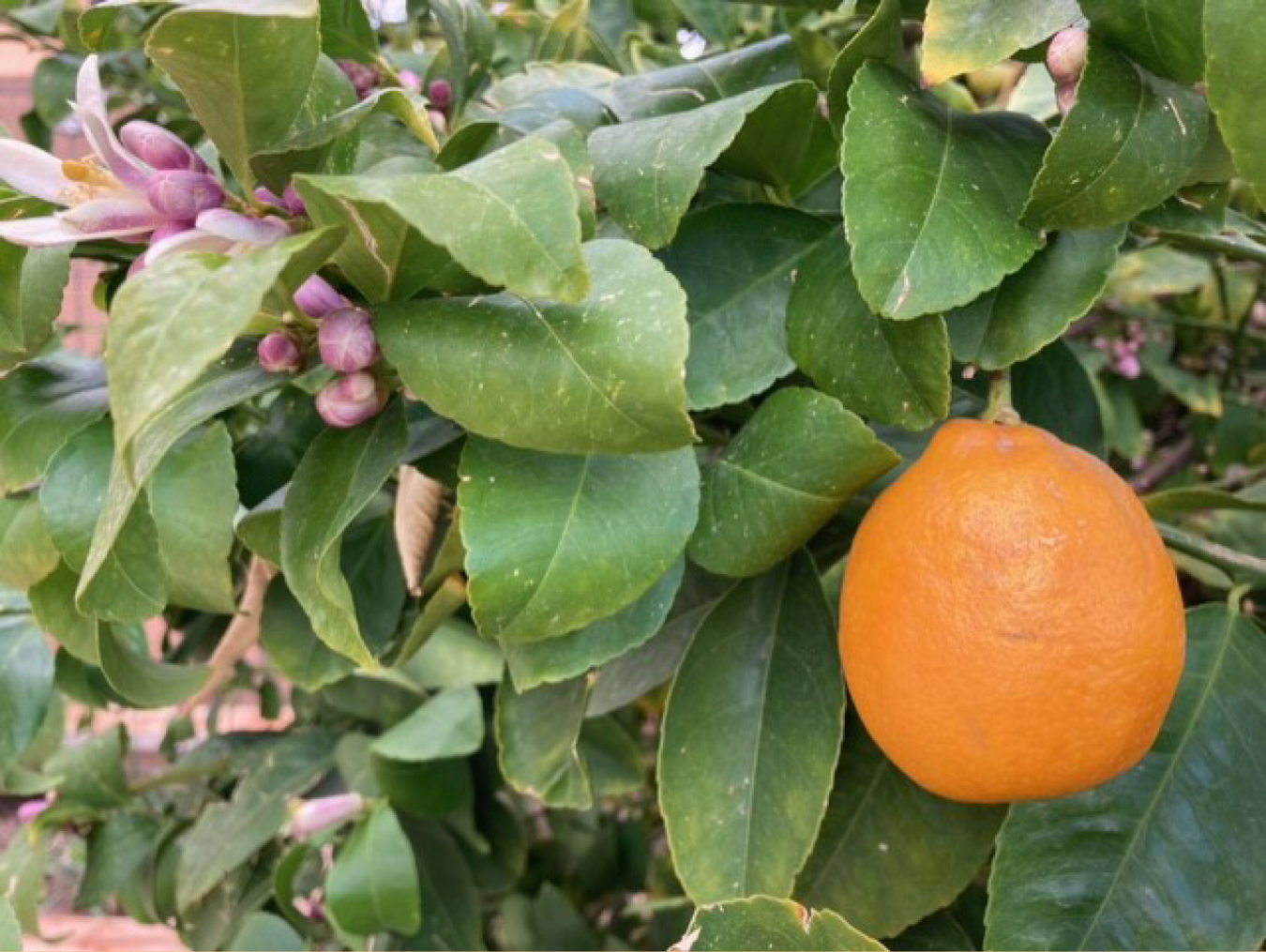 A Meyer lemon tree. (Peter O'Dowd/Here & Now)