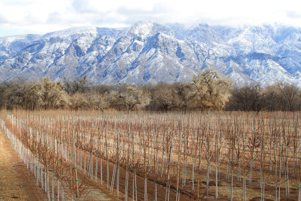 Trees stretch across a farm in Corrales, New Mexico, as snow covers the Sandia Mountains in the background. Much of the West is mired in drought, with New Mexico, Arizona, Nevada and Utah being among the hardest hit. (AP Photo/Susan Montoya Bryan)