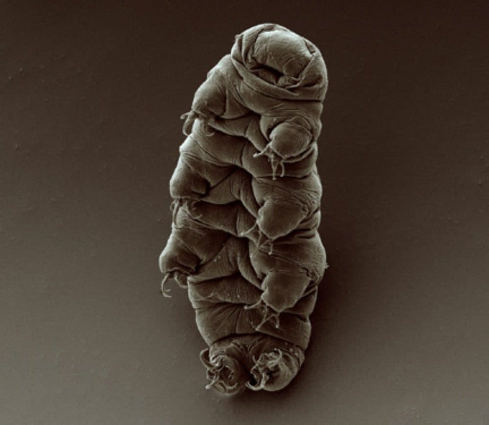 An adult tardigrade. (Credit: Goldstein lab - tardigrades, CC BY-SA 2.0 , via Wikimedia Commons)