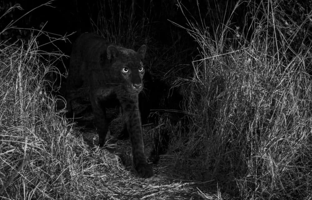 An African black leopard featured in &quot;The Black Leopard: My Quest to Photograph One of Africa’s Most Elusive Big Cats.&quot; (Will Burrard-Lucas)