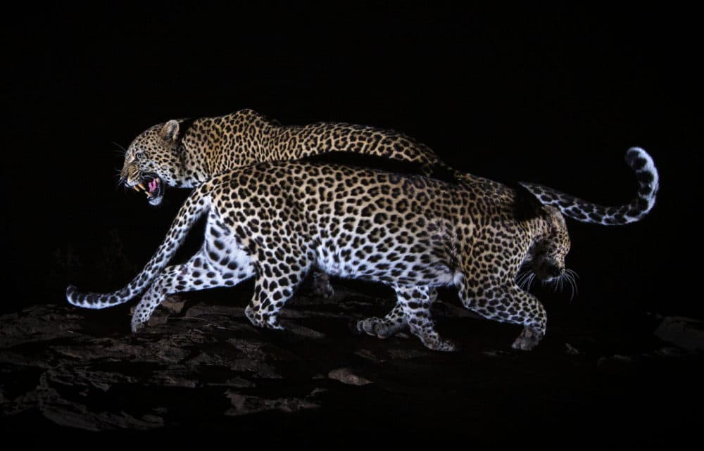 Leopards featured in &quot;The Black Leopard: My Quest to Photograph One of Africa’s Most Elusive Big Cats.&quot; (Will Burrard-Lucas)