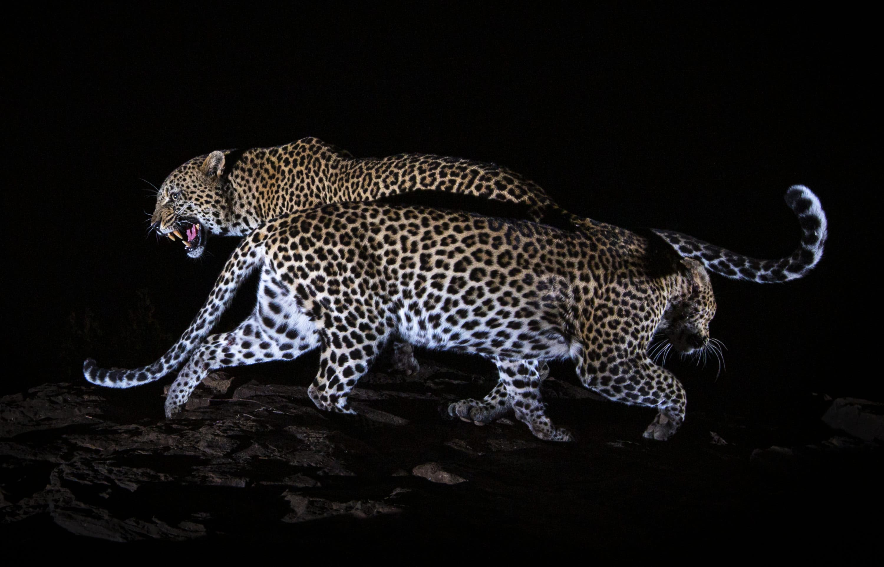One Photographers Pursuit To Capture Pictures Of The Elusive African Black Leopard Here And Now 