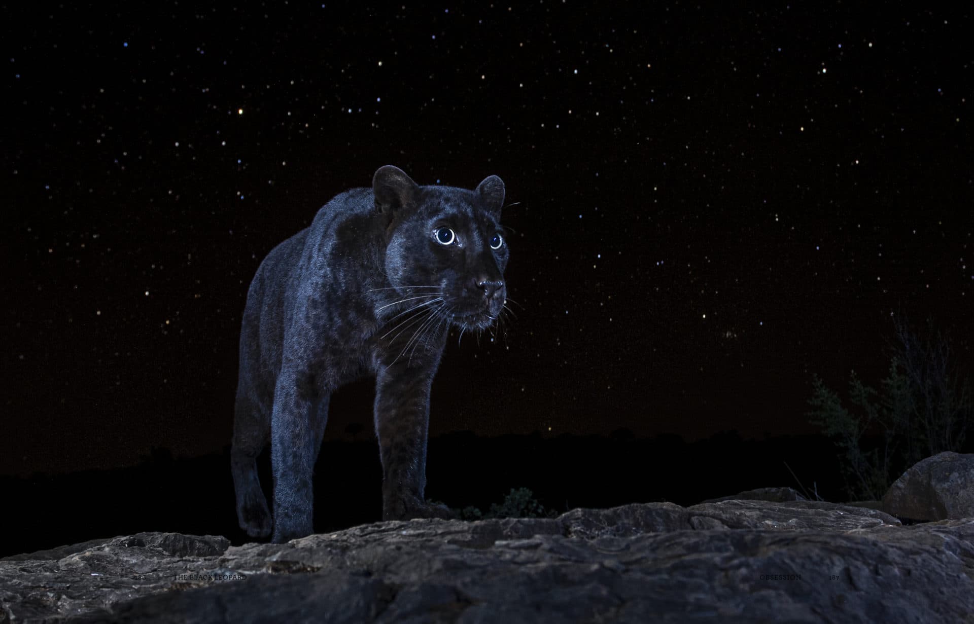 One Photographer's Pursuit To Capture Pictures Of The Elusive