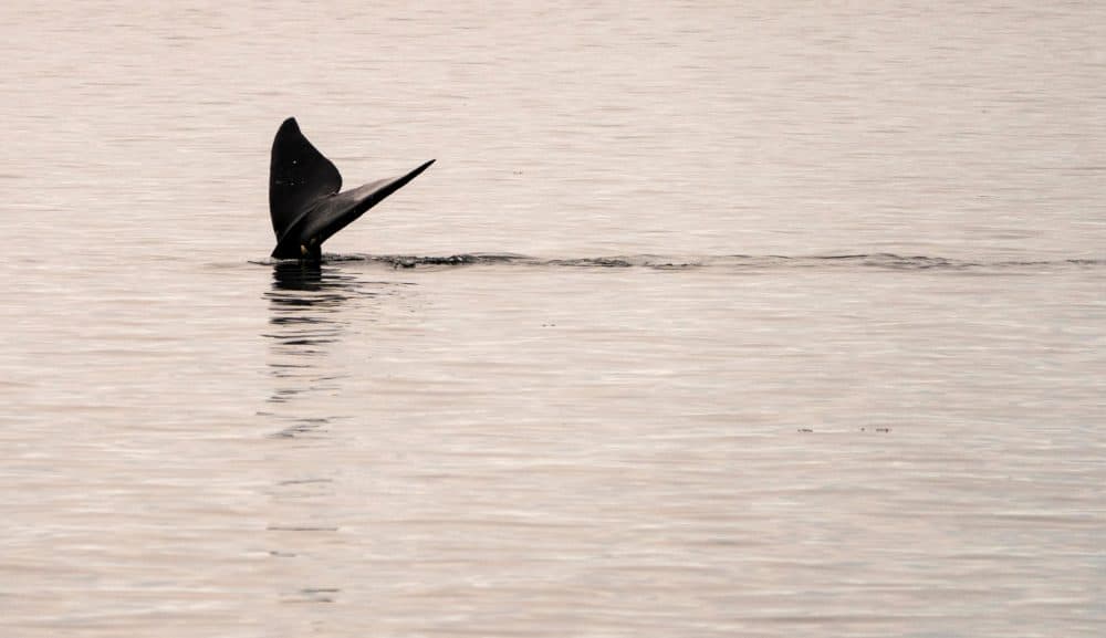 A North Atlantic right whale swims in the waters of Cape Cod Bay April 14, 2019 near Provincetown. (Don Emmert/AFP via Getty Images)