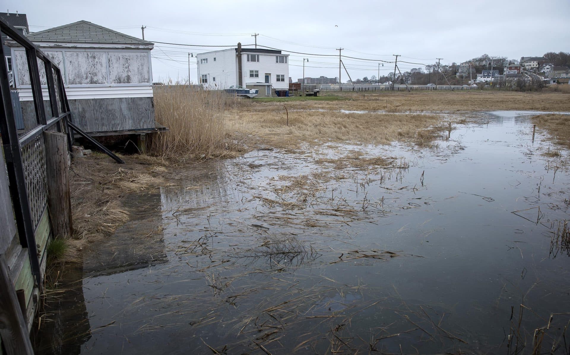 At high tide, water from Belle Isle Marsh comes right up to the backyards of homes on Pearl Avenue. (Robin Lubbock/WBUR)