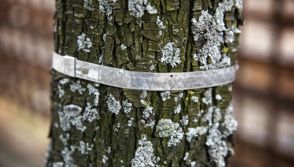 This dendrometer band wrapped around the trunk of a pear tree expands as the tree grows. As that happens the two dots on the top of the band move apart, allowing researchers to measure the tree's growth. (Robin Lubbock/WBUR)