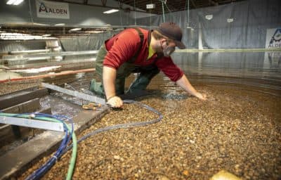 Making Mississippi Mud In Massachusetts To Restore Wetlands