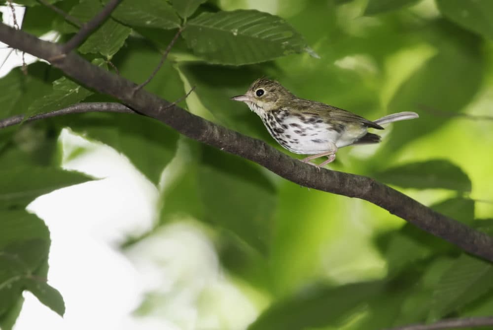 Ovenbird (Kelly Colgan Azar/Creative Commons)