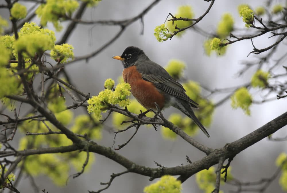 A male American Robin perches itself on a blooming maple tree in Beverly Hills, Michigan. (Carlos Osorio/AP)