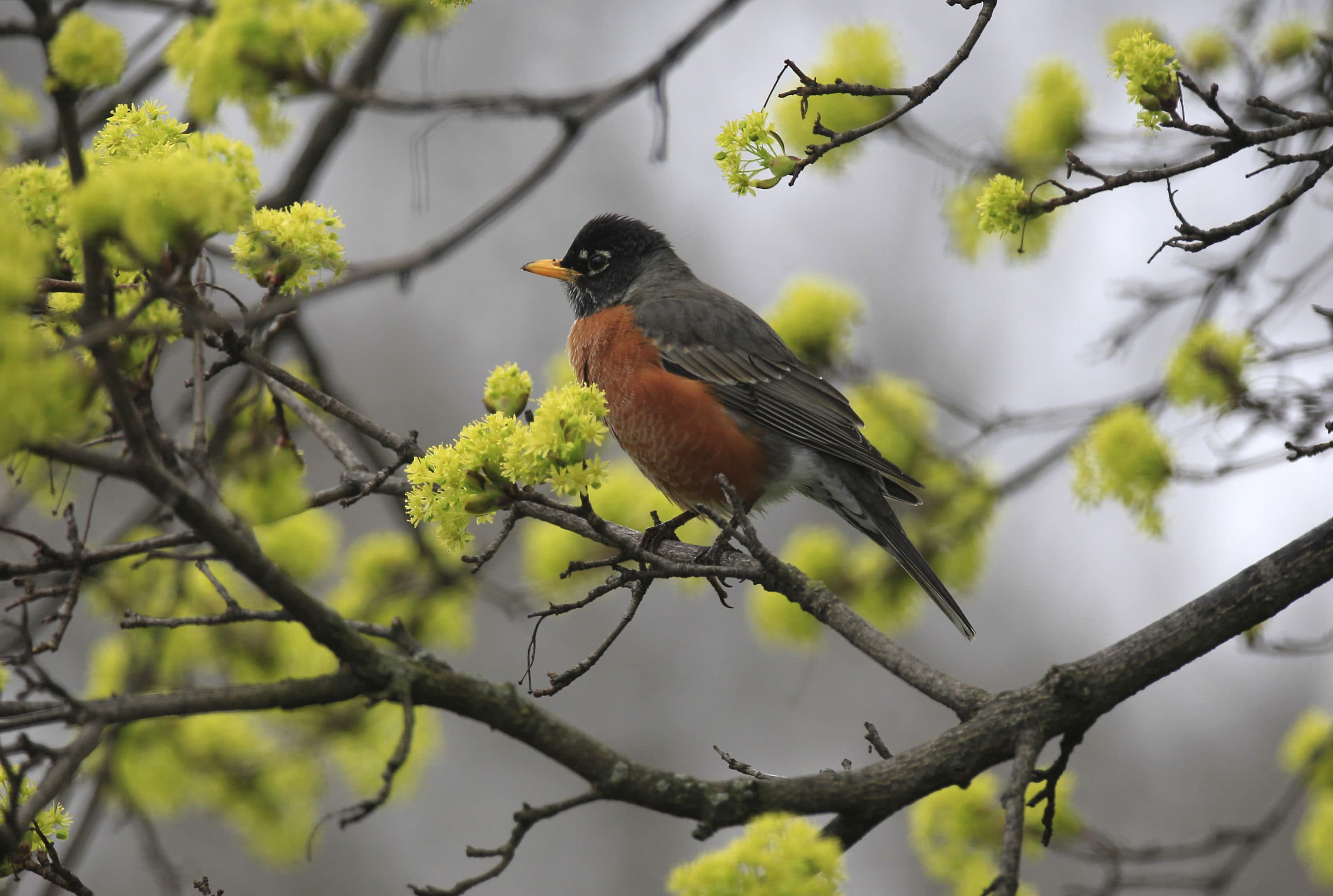spring robin wallpaper