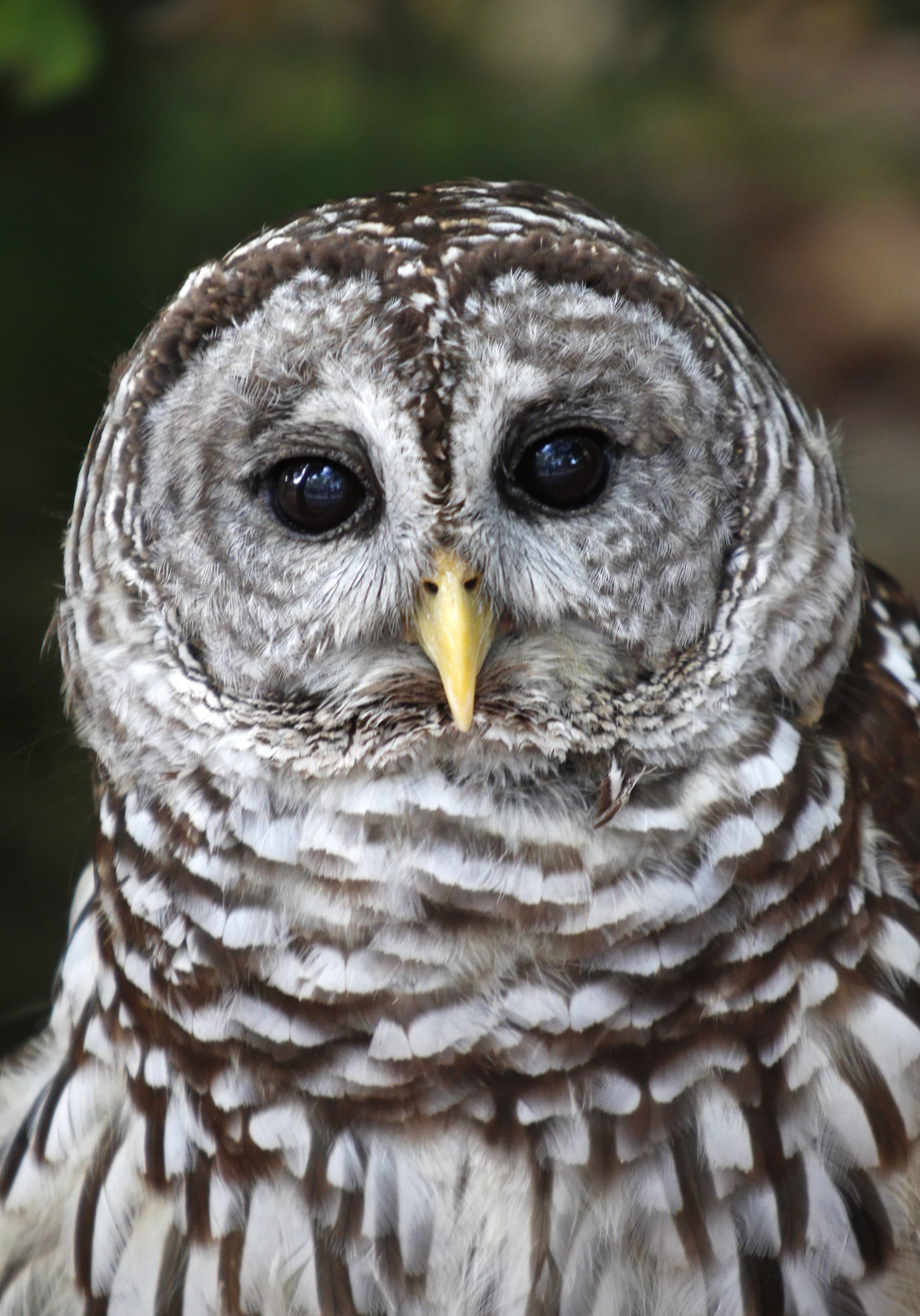 A barred owl at the Miami Science Museum. (Wilfredo Lee/AP)