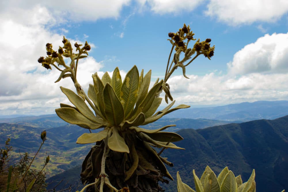 The &quot;frailejón&quot; pictured above belongs to the plant genus espeletia -- a member of the sunflower family. Frailejones are unique to the high-altitude &quot;páramo&quot; ecosystems found scattered across the equatorial reaches of the Andean plateau. The frailejón is an iconic symbol of the Colombian highlands, of which a Bunker Hill student writes in her poem &quot;La Meseta.&quot;