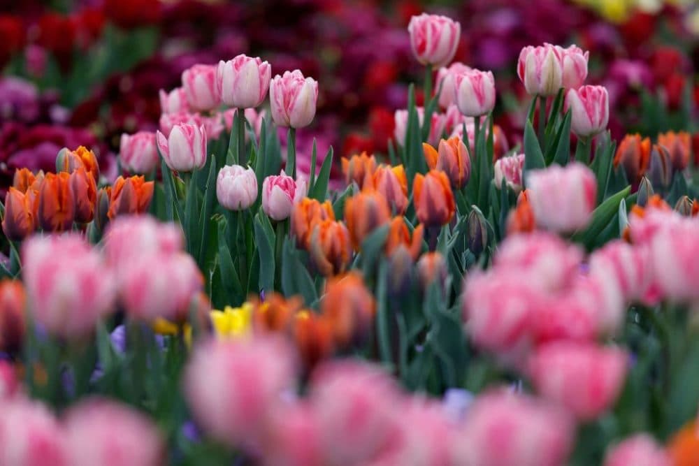 Tulips bloom in 2021. (David Gannon/AFP/Getty Images)