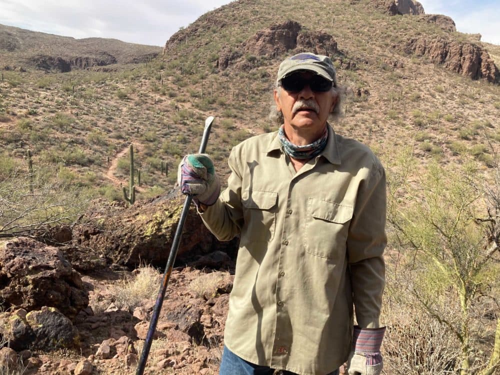 Volunteer Joe Ciaramitaro at Saguaro National Park. (Peter O'Dowd/Here &amp; Now)